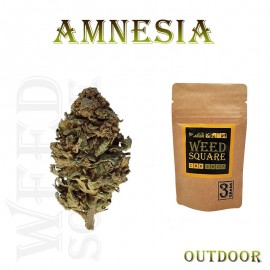 Amnesia Out CBD